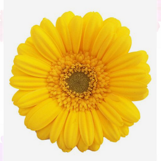 Gerbera amarela 