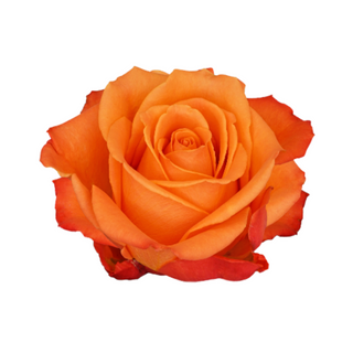 Rosa Naranja Flor Suelta (Por unidad/No es un ramo/No bouquet) 