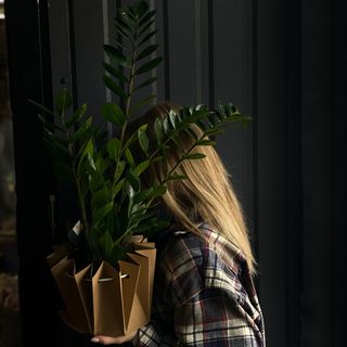 Заміокулькас 