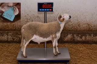 04466575 - 80 Kg