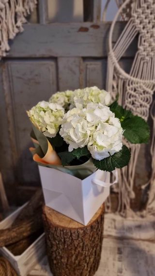 Hortensie ghiveci in punga de cadou