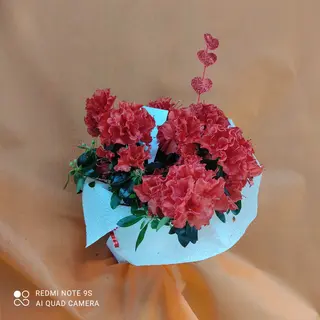 Azalea piccola