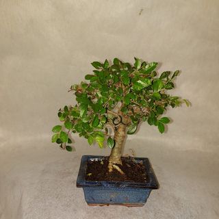 Bonsai 