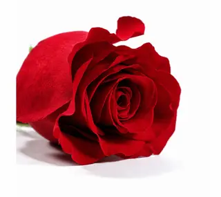 Rosa Eterna Roja