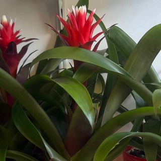 Guzmania