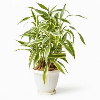 Dracaena fragrans ‘Lemon Lime’ En Pot