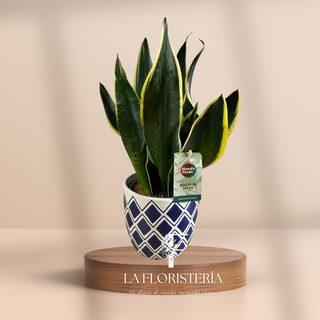 Sansevieria