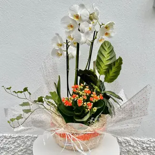 __cesta Orquidea
