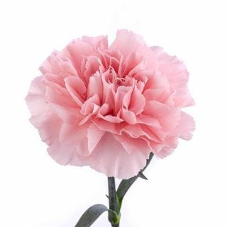 Bukiet z dowolnej ilości Goździków różowych 