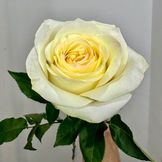 Троянда кремова «Кенді Лайт», 70 см