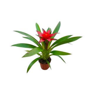 Vaso de Guzmania