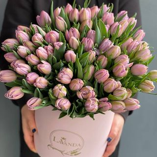 51 тюльпан у коробці
