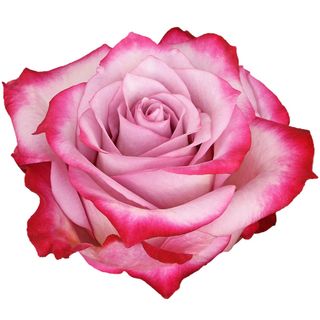 Tallo de rosa deep purple