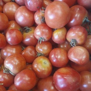 Tomaco (tomate untar pan) 500gr
