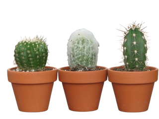 MINI Cactus 6cm ø