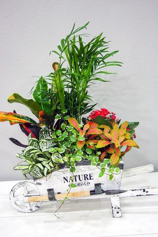 Carretilla Con Plantas