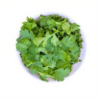 Cilantro