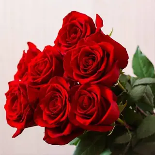 5 Rose rosse cm 80 Ecuador