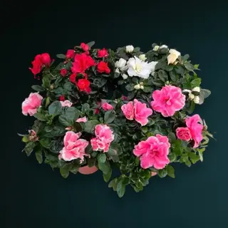 Azalee (Rhododendron)