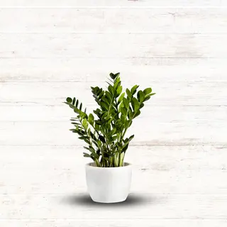 Zamioculcas mały