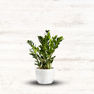 Zamioculcas mały