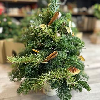 Brăduțu' Drăguțu'