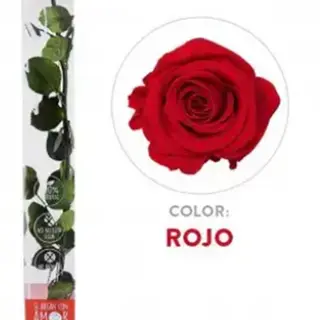 Rosa preservada Med