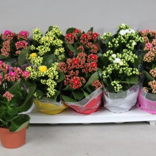 Kalanchoe mix