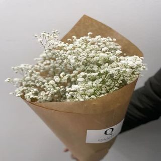 Paquete Paniculata Blanca