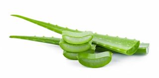 Hoja fresca de Aloe Vera