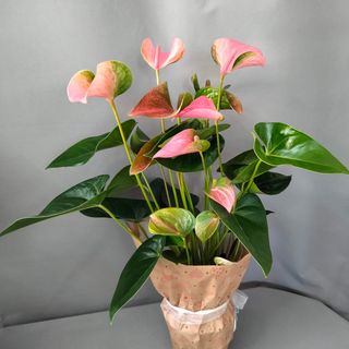 Anthurium rosa