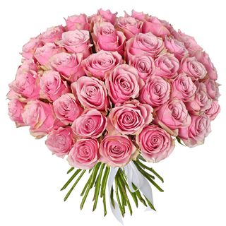 51 троянда Athena Royale (Кенія)