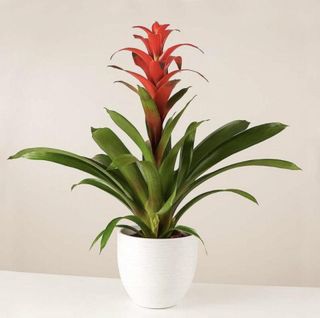 Pianta Bromelia rossa o simile con vaso di ceramica
