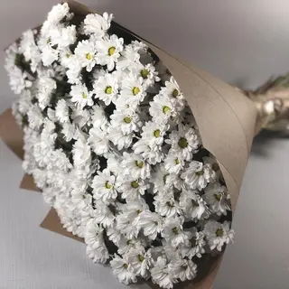 ჰოლანდიური ქრიზანთემები (XL)