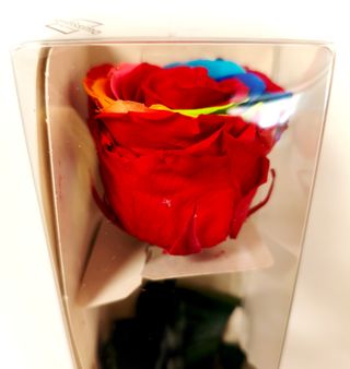 Rosa Eterna Multicolor 