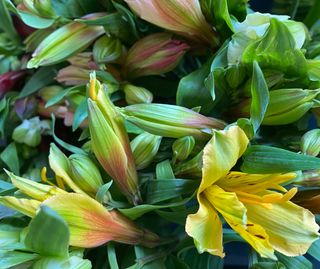 Alstromeria do wazonu (5szt)