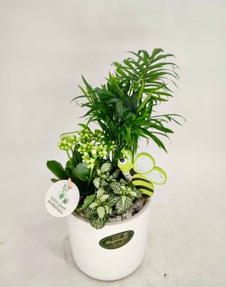 Arranjinho de Plantas com Base Branca