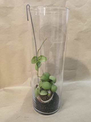 Dischidia in vetro 