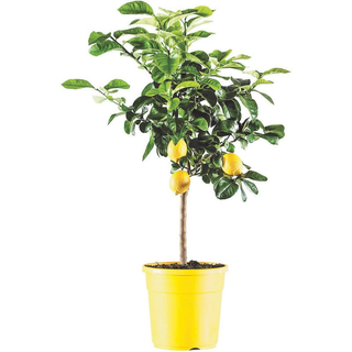 Limone