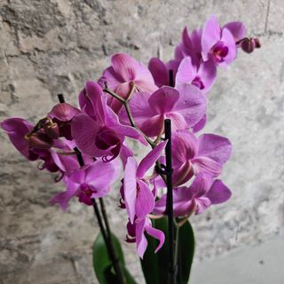 Orquídea Phal. Morada Vibrante