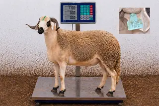 01281872 - 77 Kg