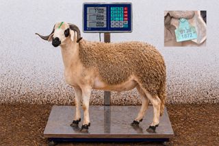 01281872 - 77 Kg