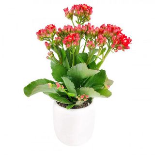 Kalanchoe Roja