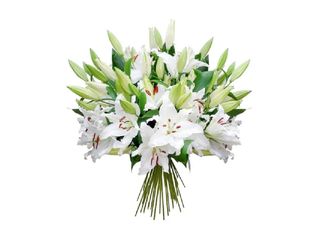 23 Лилиума, бели | 1 pieces