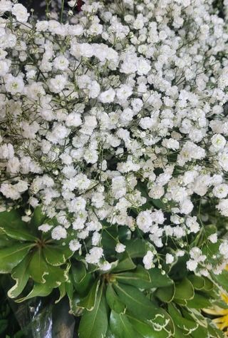 Gipsofila pentru diverse buchete