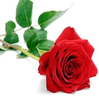 Rosa Unidad