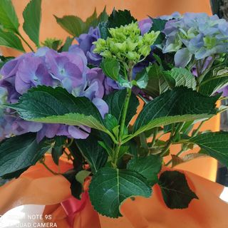 Ortensia grande blu/viola 