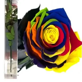 Rosa Eterna Multicolor 35cm en su Estuche