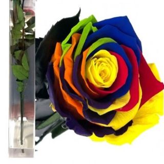 Rosa Eterna Multicolor 35cm en su Estuche