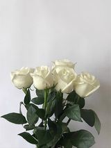 თეთრი ვარდი (5ცალი)